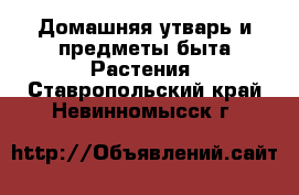 Домашняя утварь и предметы быта Растения. Ставропольский край,Невинномысск г.